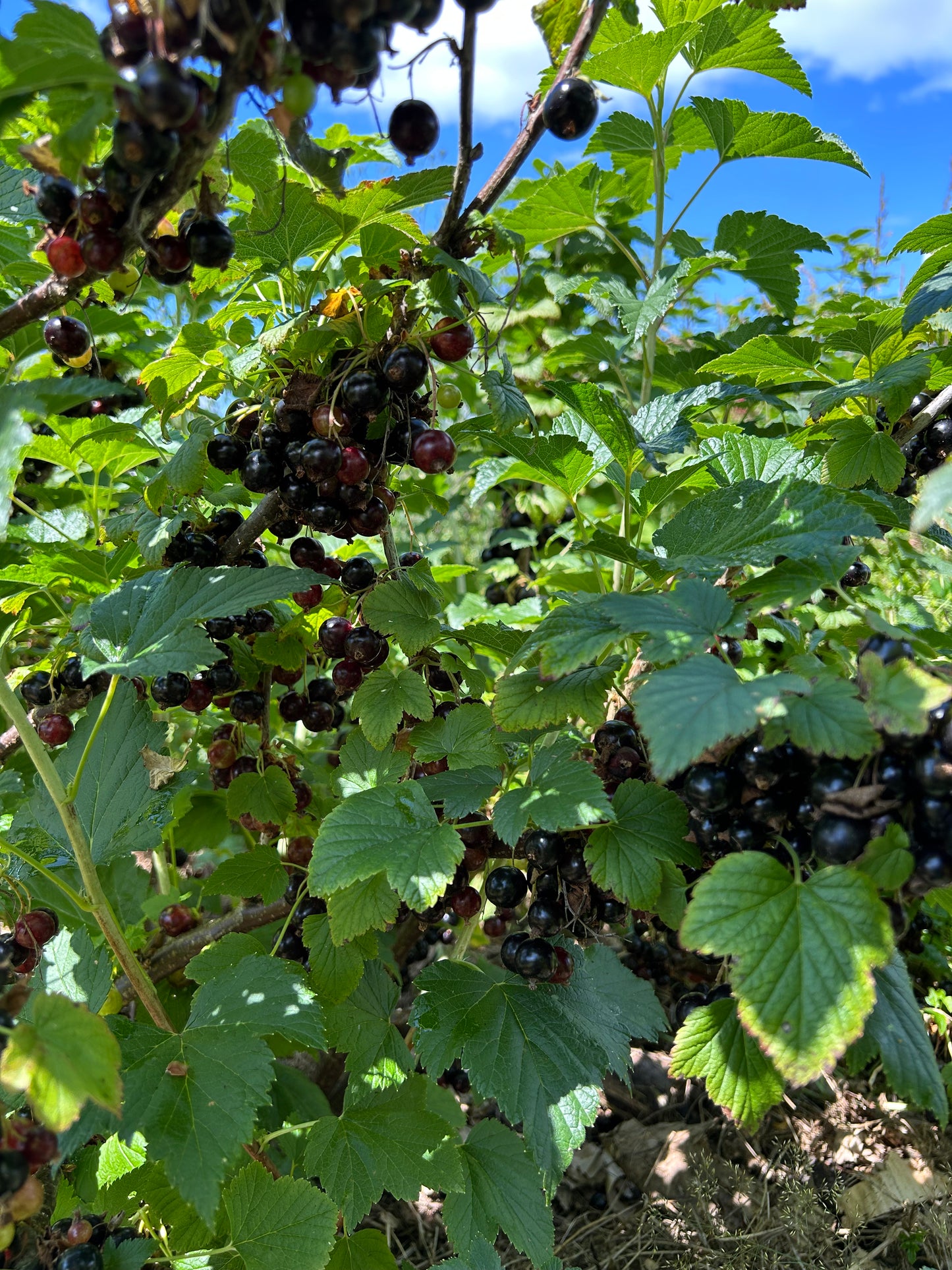 Fruit Tree Guild - Mini Food Forest