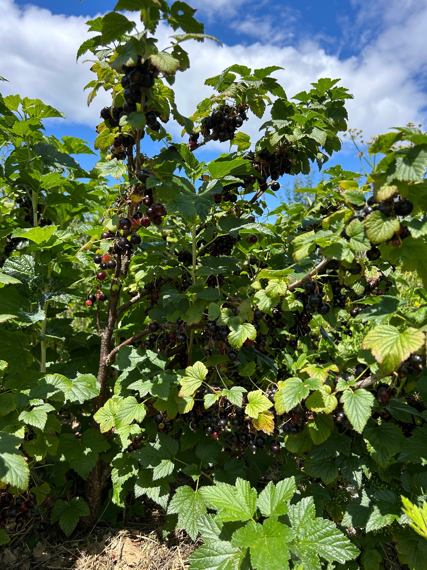 Blackcurrant 'Ben Tirran'