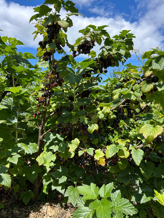 Blackcurrant 'Ben Tirran'