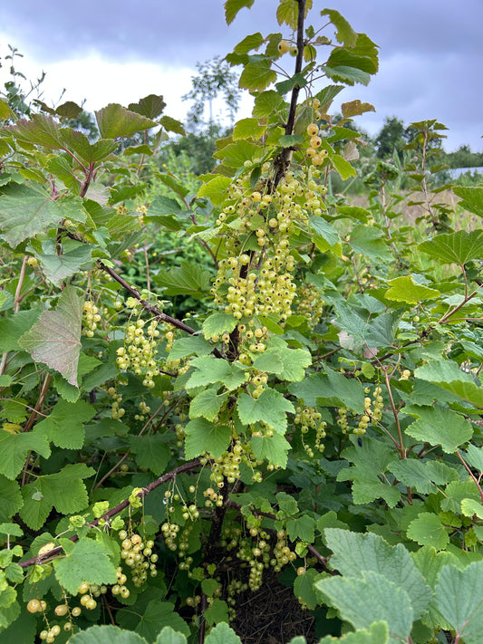Whitecurrant 'Blanka'