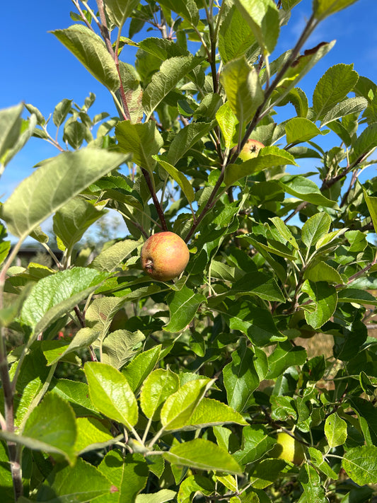 Apple 'Irish Peach'
