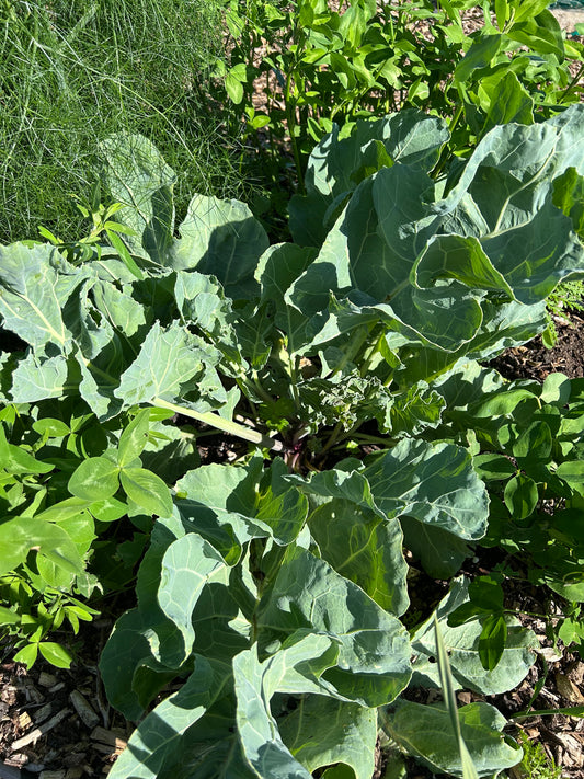 Sea Kale