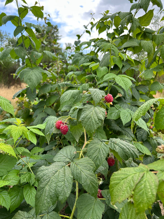 Raspberry 'Autumn Bliss'