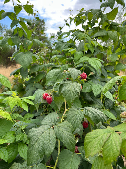 Raspberry Patch Pack