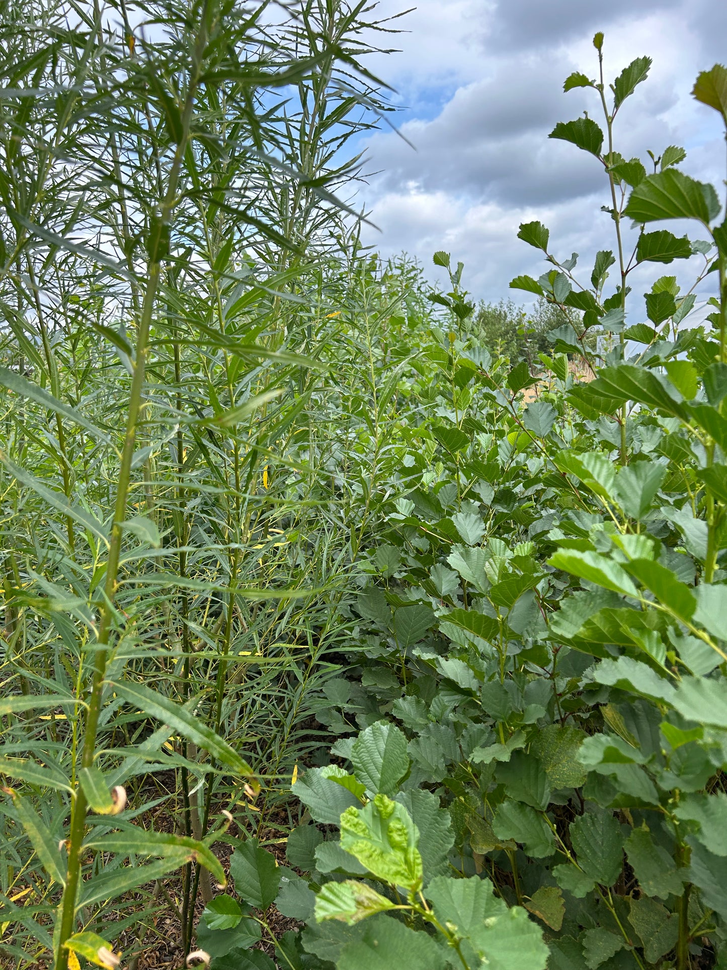 Windbreak & Biomass Tree Pack