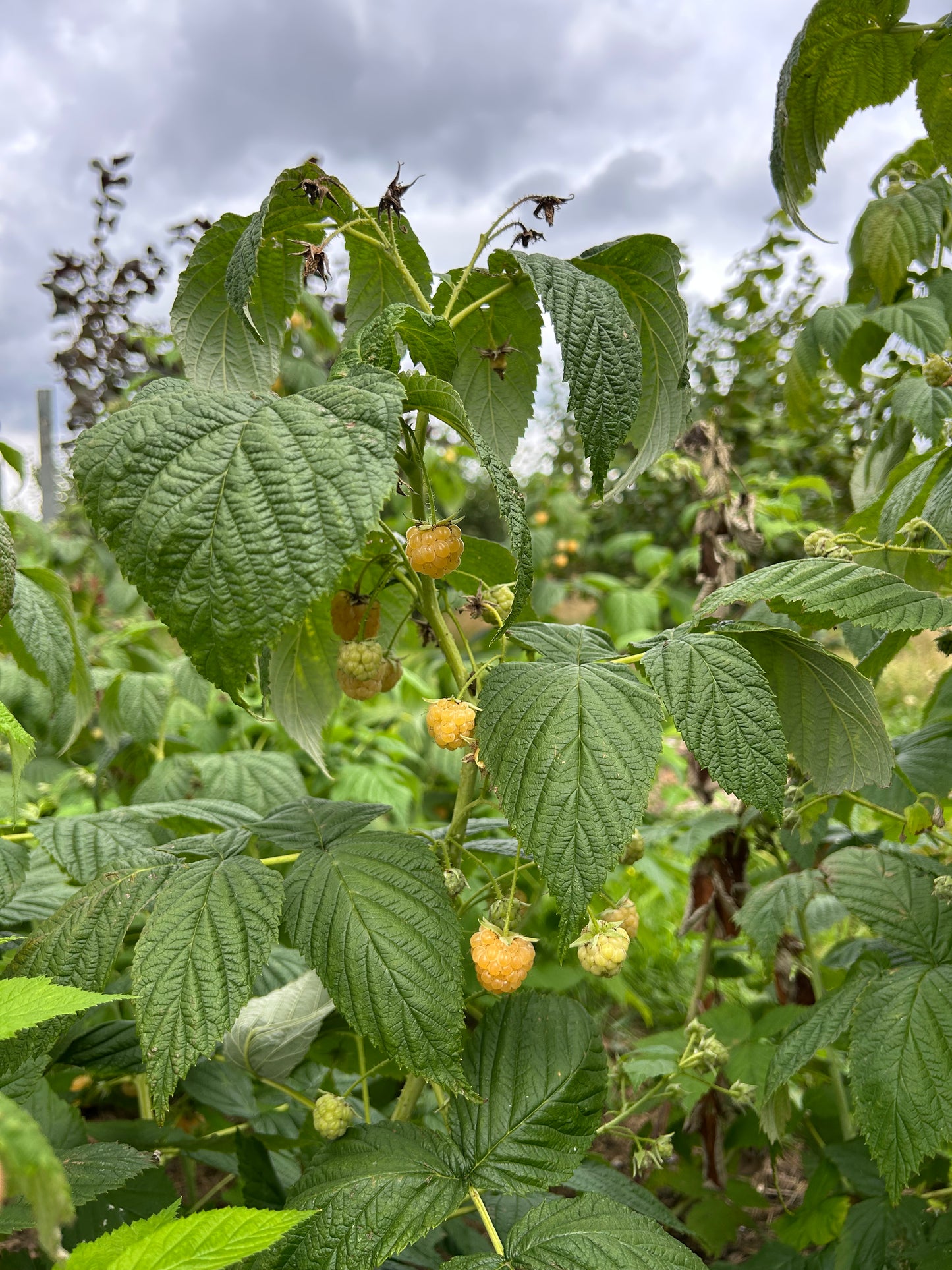 Raspberry Patch Pack