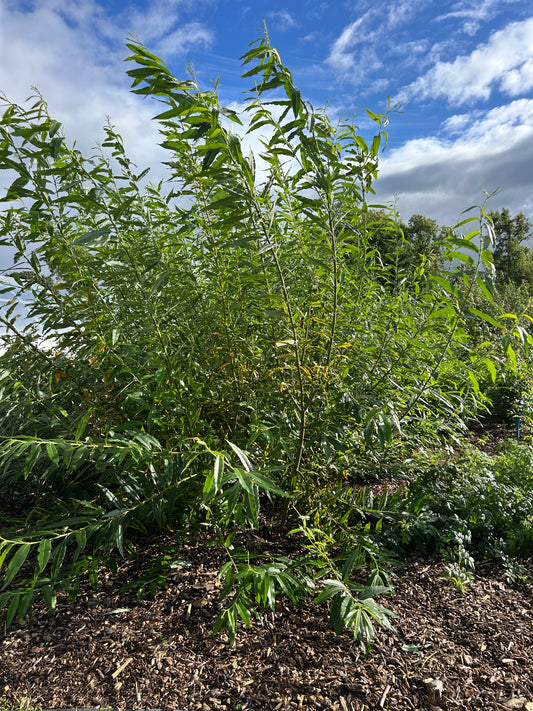 Willow 'Salix viminalis'