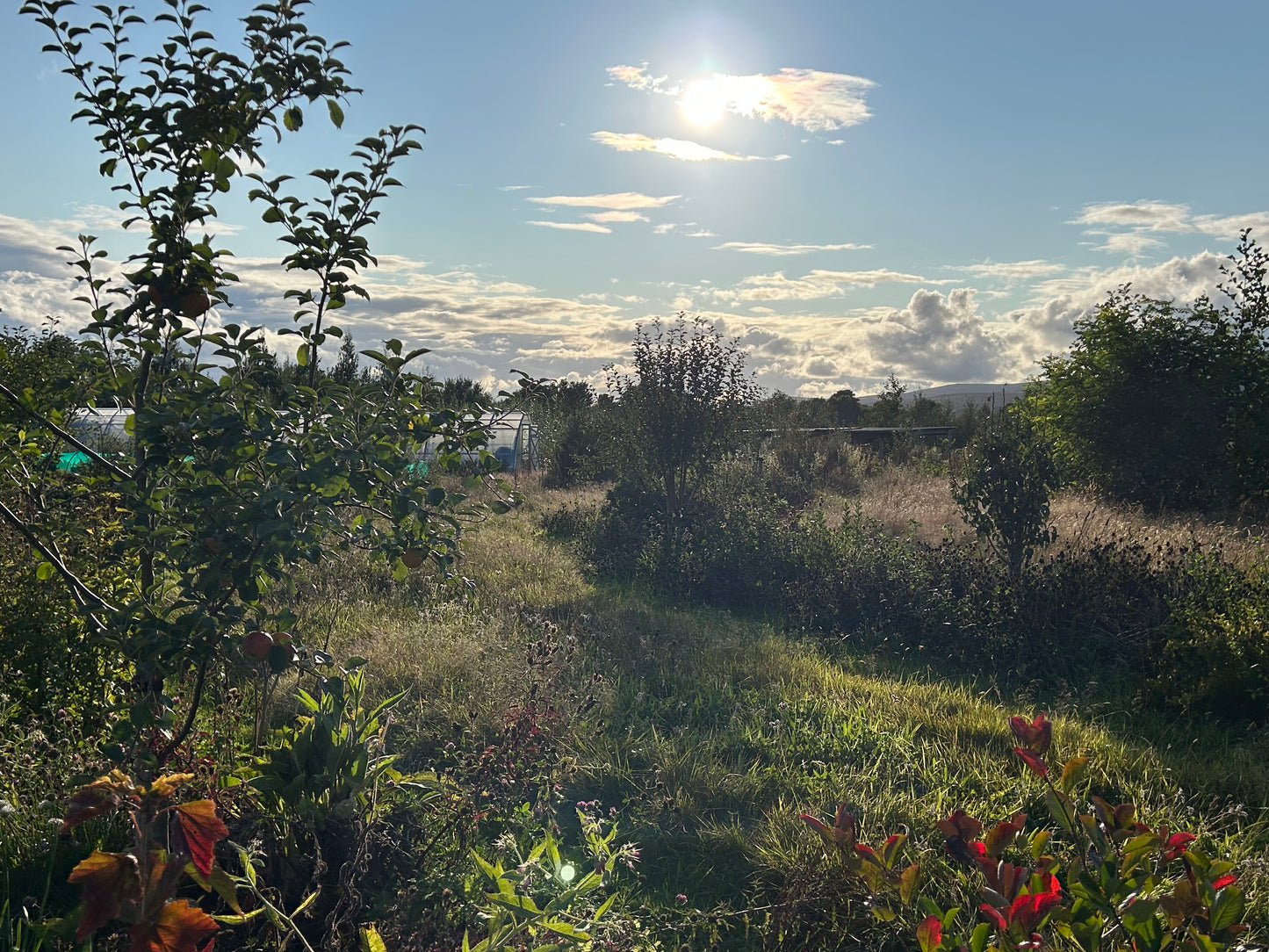 Creating a Food Forest