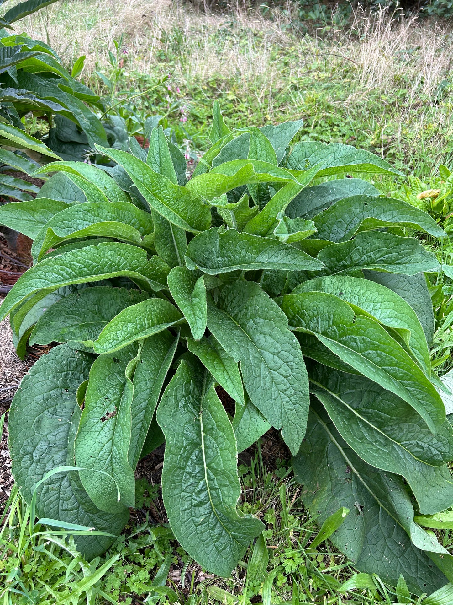 Fruit Tree Guild - Mini Food Forest