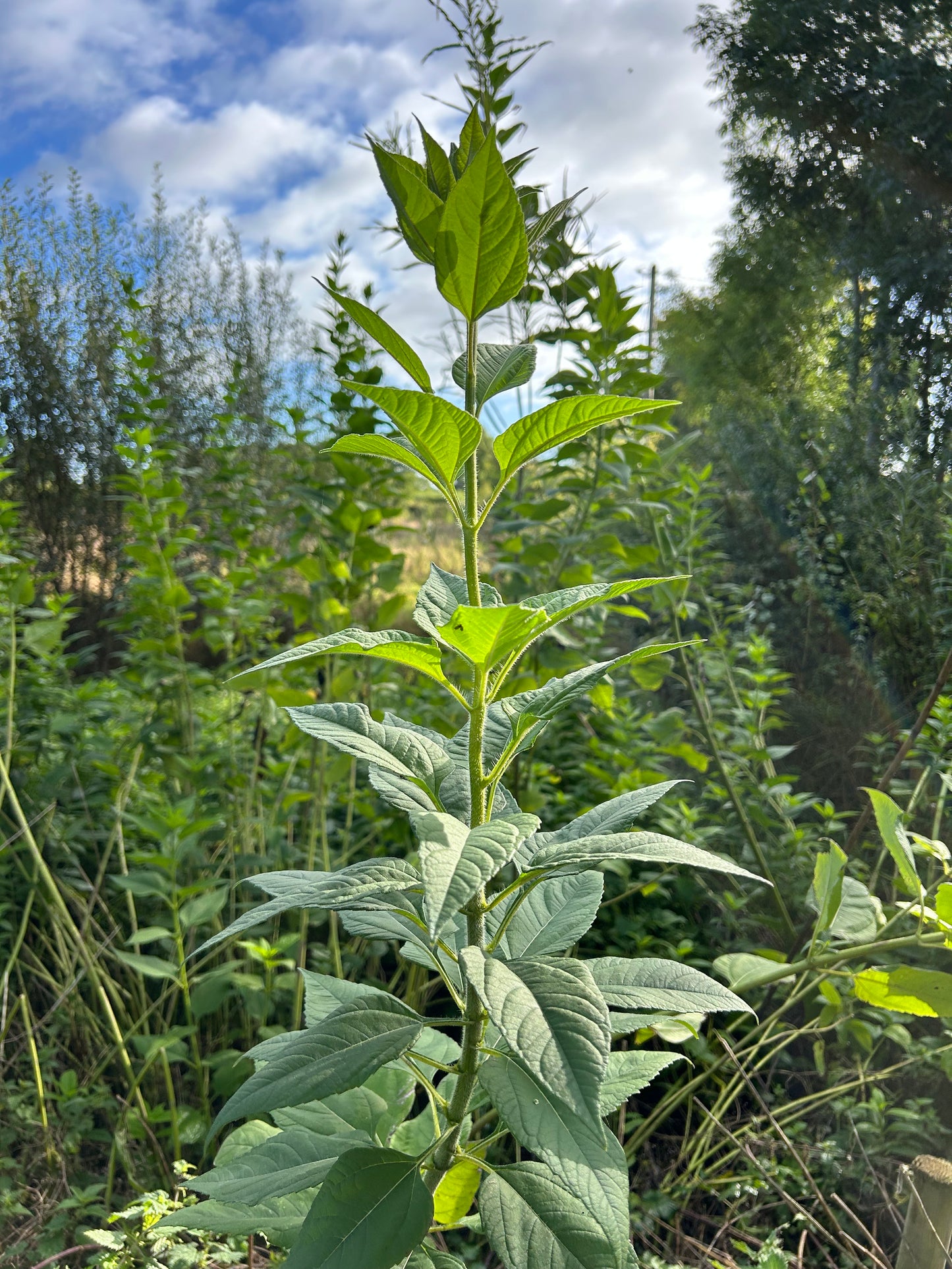 Jerusalem artichoke