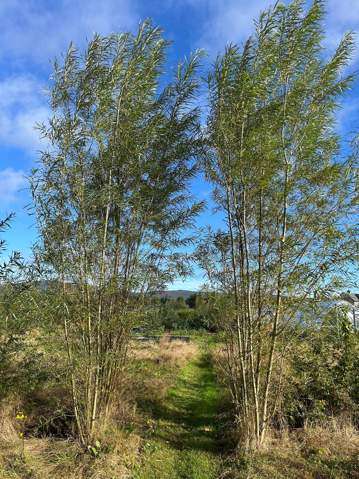 Hybrid Willow