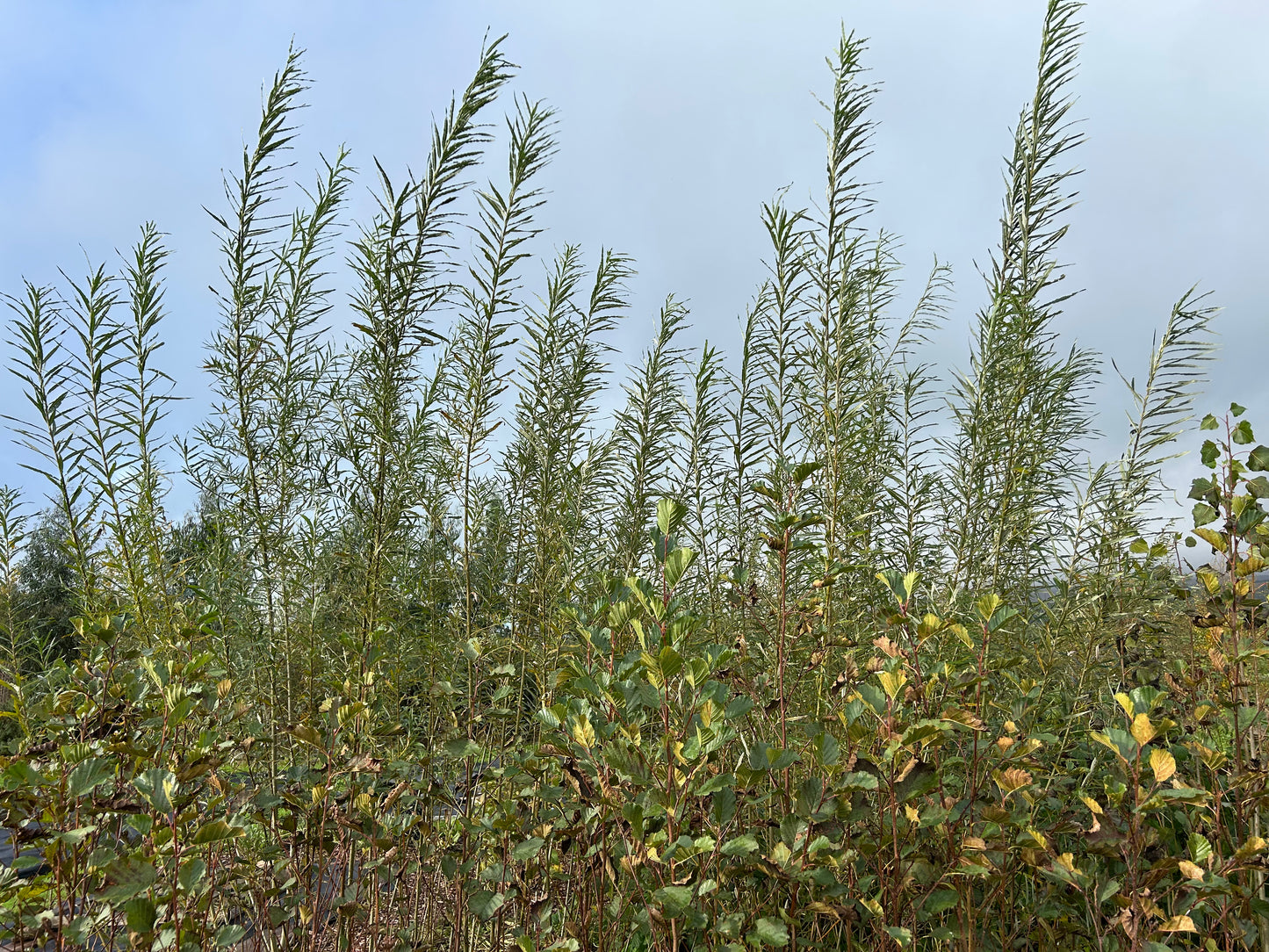 Windbreak & Biomass Tree Pack