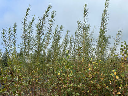 Windbreak & Biomass Tree Pack