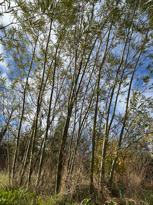 Living fence & basketry kit