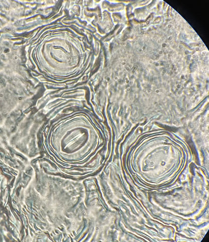 Biology in the Field