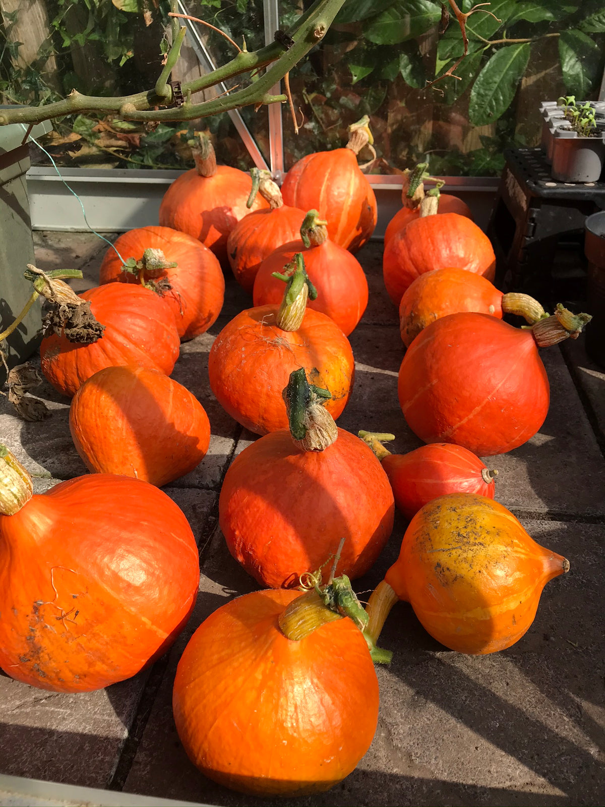 Grow your own vegetables