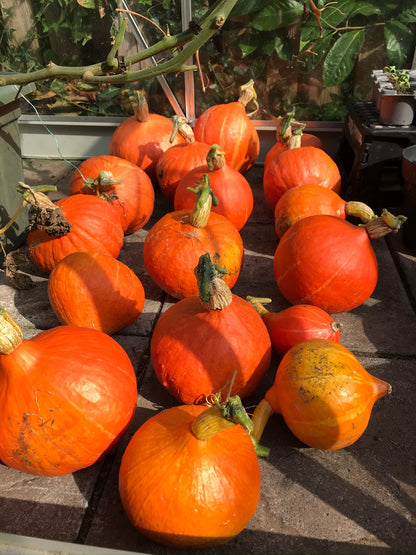 Grow your own vegetables