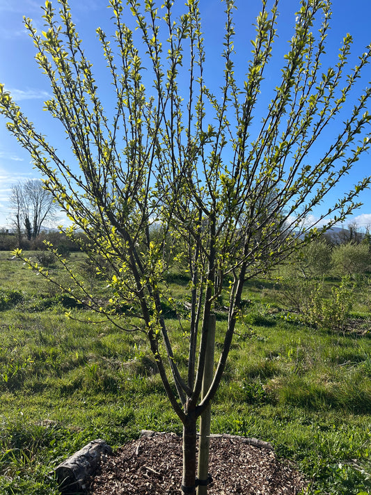 Plum “Mirabelle de Nancy”