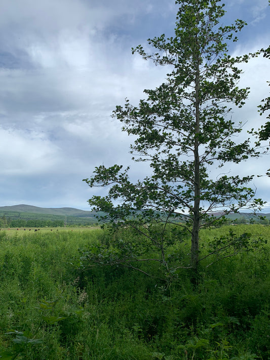 Alder