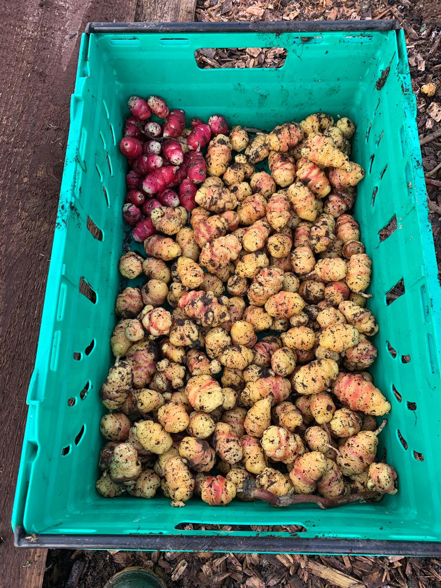 Oca