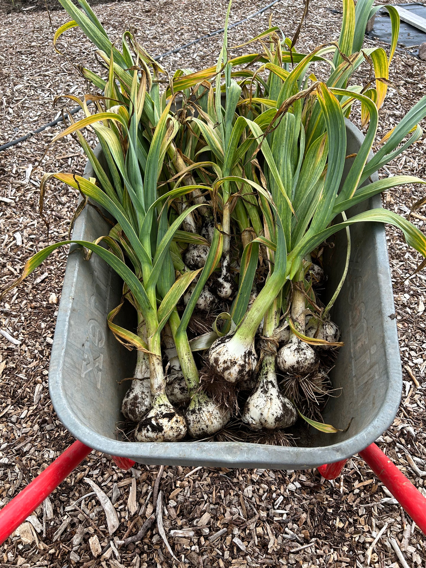 Fruit Tree Guild - Mini Food Forest