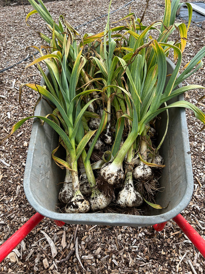 Fruit Tree Guild - Mini Food Forest