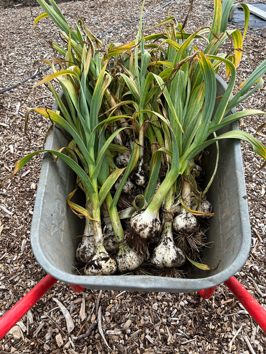 Elephant garlic