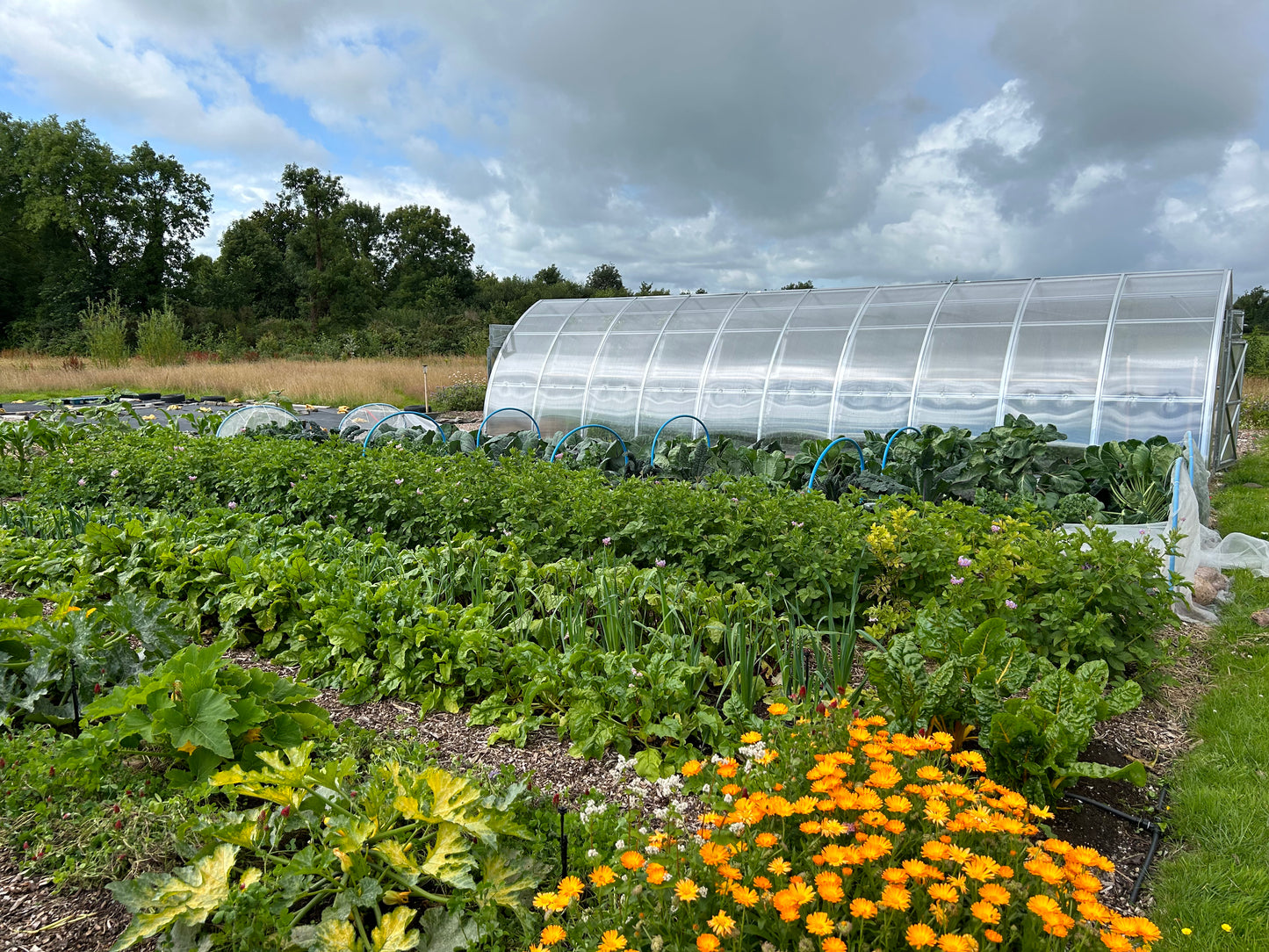 Grow your own vegetables
