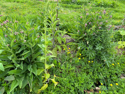 Comfrey 'Bocking 14'