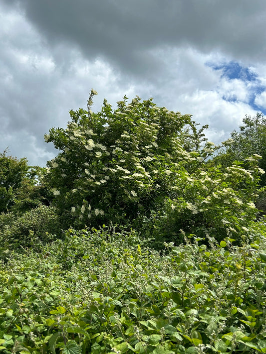 Elder