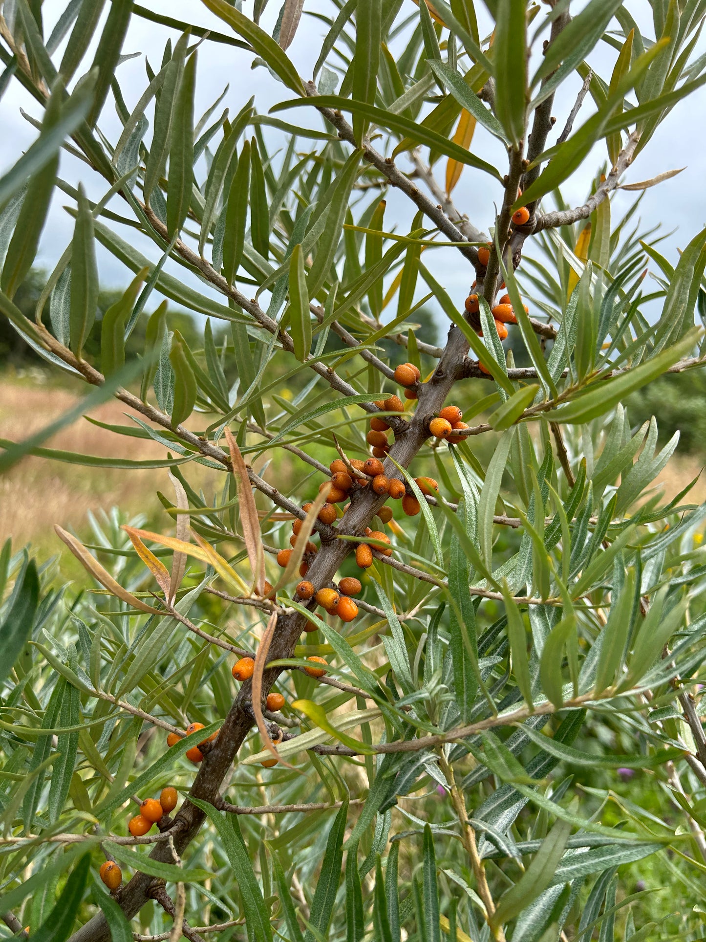 Sea buckthorn 'Friesdorfer Orange'