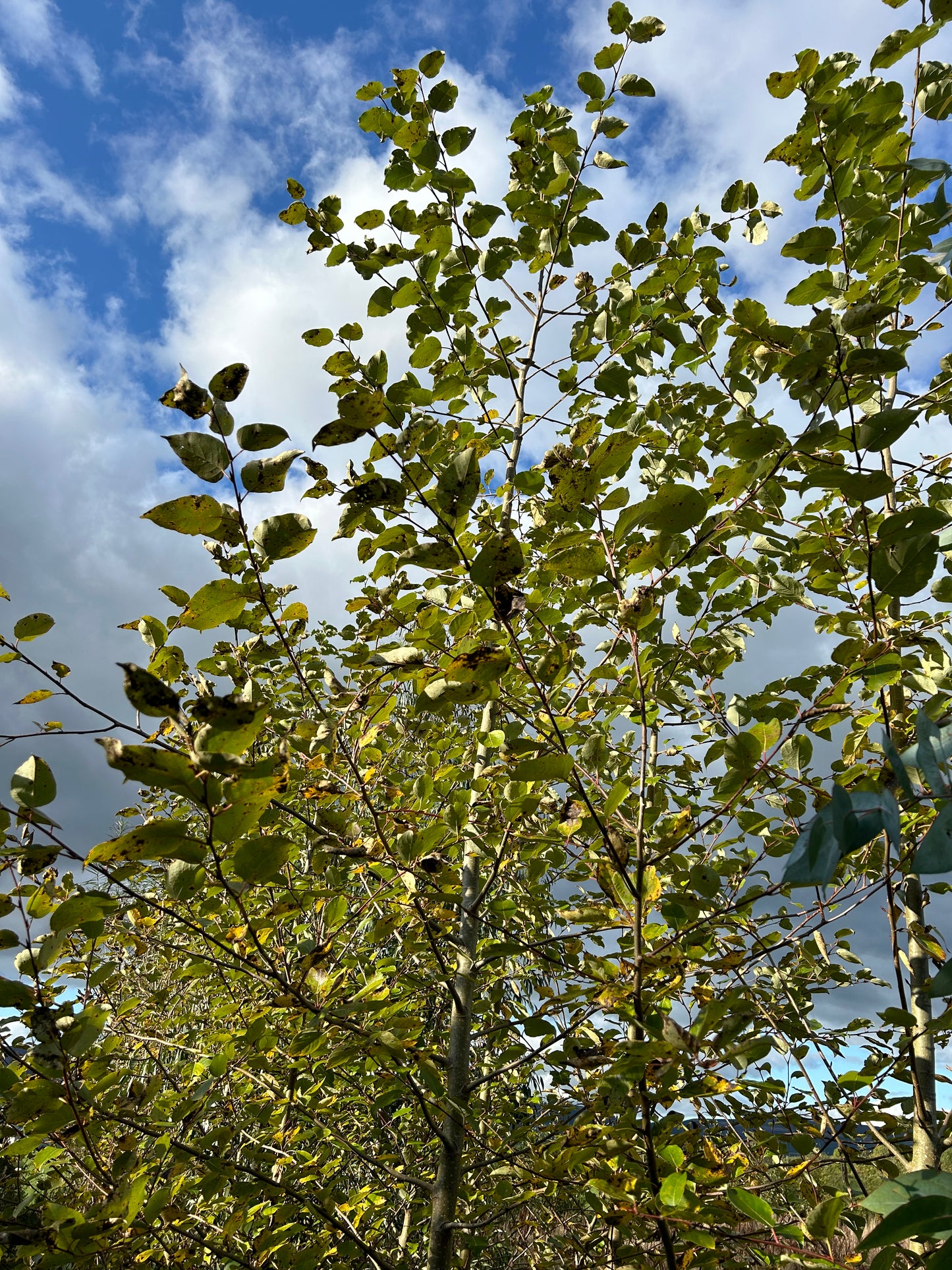 Poplar 'Robusta'